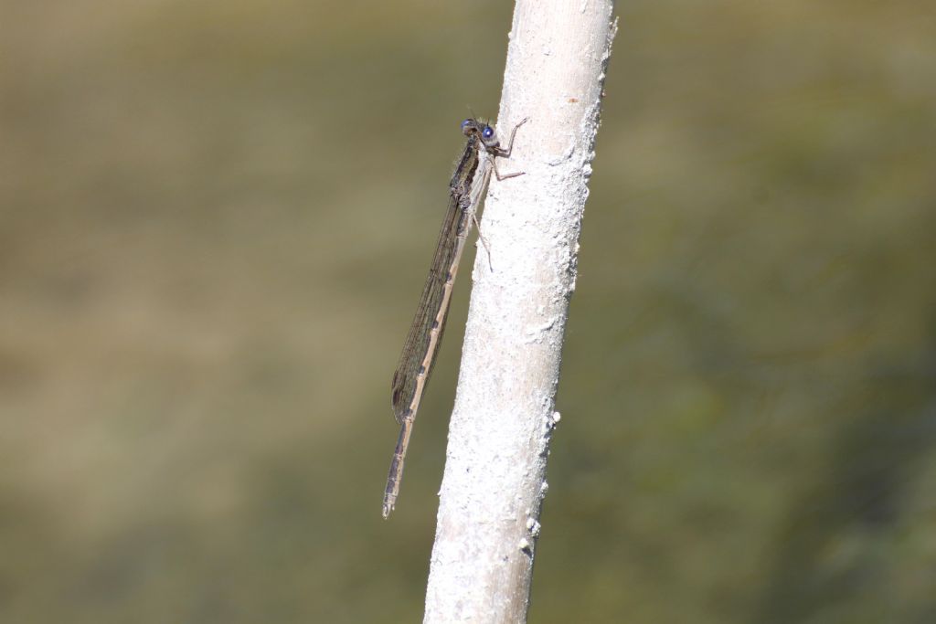 Sympecma fusca (Lestidae)